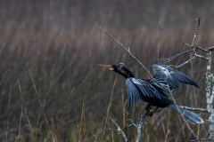 Jekyll-Island-Day-2-DN-14