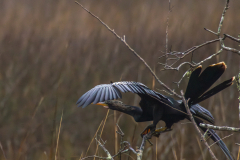 Jekyll-Island-Day-2-DN-17