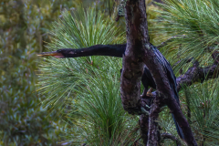 Jekyll-Island-Day-2-DN-2