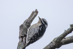 Jekyll-Island-Day-2-DN-22