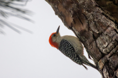 Jekyll-Island-Day-2-DN-26
