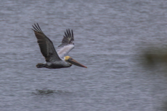 Jekyll-Island-Day-2-DN-34