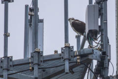 Jekyll-Island-Day-2-DN-35
