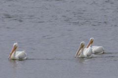 Jekyll-Island-Day-2-DN-47