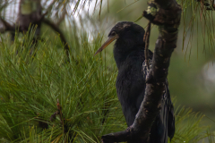 Jekyll-Island-Day-2-DN-7
