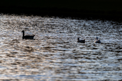 Tribble-Mill-Park-Sunset-056