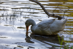 Tribble-Mill-Park-Sunset-064