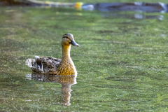 Tribble-Mill-Park-Sunset-074