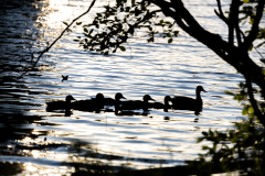 Tribble-Mill-Park-Sunset-079