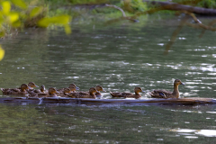 Tribble-Mill-Park-Sunset-084