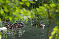 Tribble-Mill-Park-Sunset-087