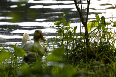 Tribble-Mill-Park-Sunset-091
