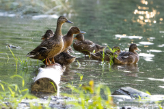 Tribble-Mill-Park-Sunset-101