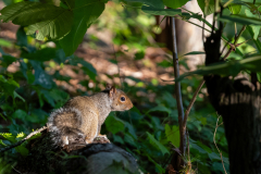 Tribble-Mill-Park-Sunset-111