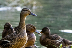 Tribble-Mill-Park-Sunset-112