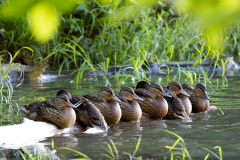 Tribble-Mill-Park-Sunset-114