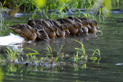 Tribble-Mill-Park-Sunset-115