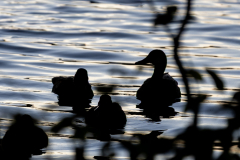 Tribble-Mill-Park-Sunset-118