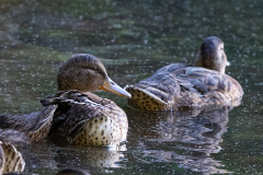 Tribble-Mill-Park-Sunset-120
