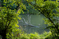 Tribble-Mill-Park-Sunset-124