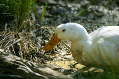 Tribble-Mills-park-04