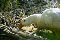 Tribble-Mills-park-06