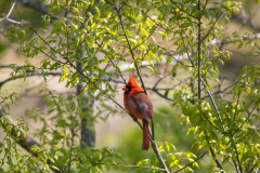 Tribble-Mills-park-26