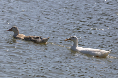 Tribble-Mills-park-30