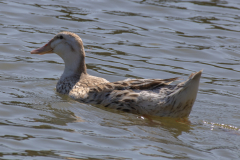 Tribble-Mills-park-32