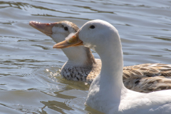 Tribble-Mills-park-33