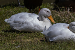 Tribble-Mills-park-34