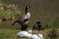 Tribble-Mills-park-37