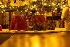 Cat under Christmas tree