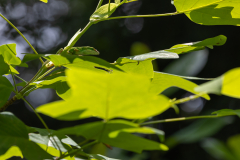 Vines-Park-55