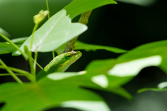 Vines-Park-57
