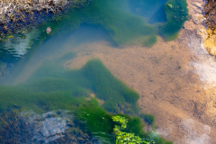 Algae in shallow water Algae in shallow water
