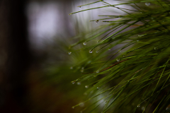 Alexander-Park-Wet-Wintry-10