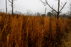 Alexander-Park-Wet-Wintry-18