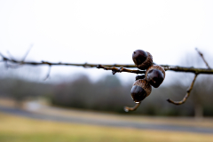 Alexander-Park-Wet-Wintry-24