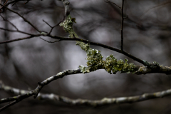 Alexander-Park-Wet-Wintry-29