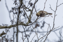 Alexander-Park-Wet-Wintry-33