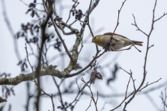 Alexander-Park-Wet-Wintry-34