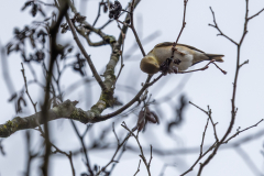 Alexander-Park-Wet-Wintry-35