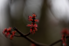 Alexander-Park-Wet-Wintry-36