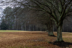 Alexander-Park-Wet-Wintry-39