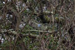 Alexander-Park-Wet-Wintry-40