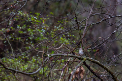 Alexander-Park-Wet-Wintry-42