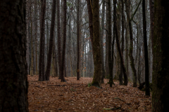 Alexander-Park-Wet-Wintry-54