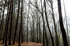 Alexander-Park-Wet-Wintry-60