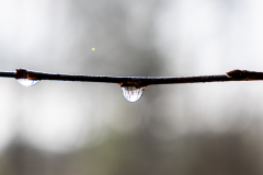 Alexander-Park-Wet-Wintry-61